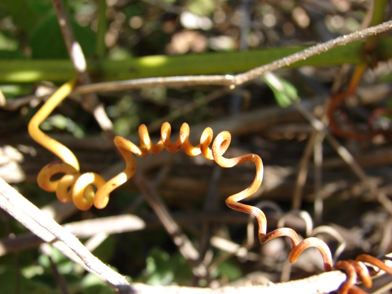 Javanese Treebine photo 5