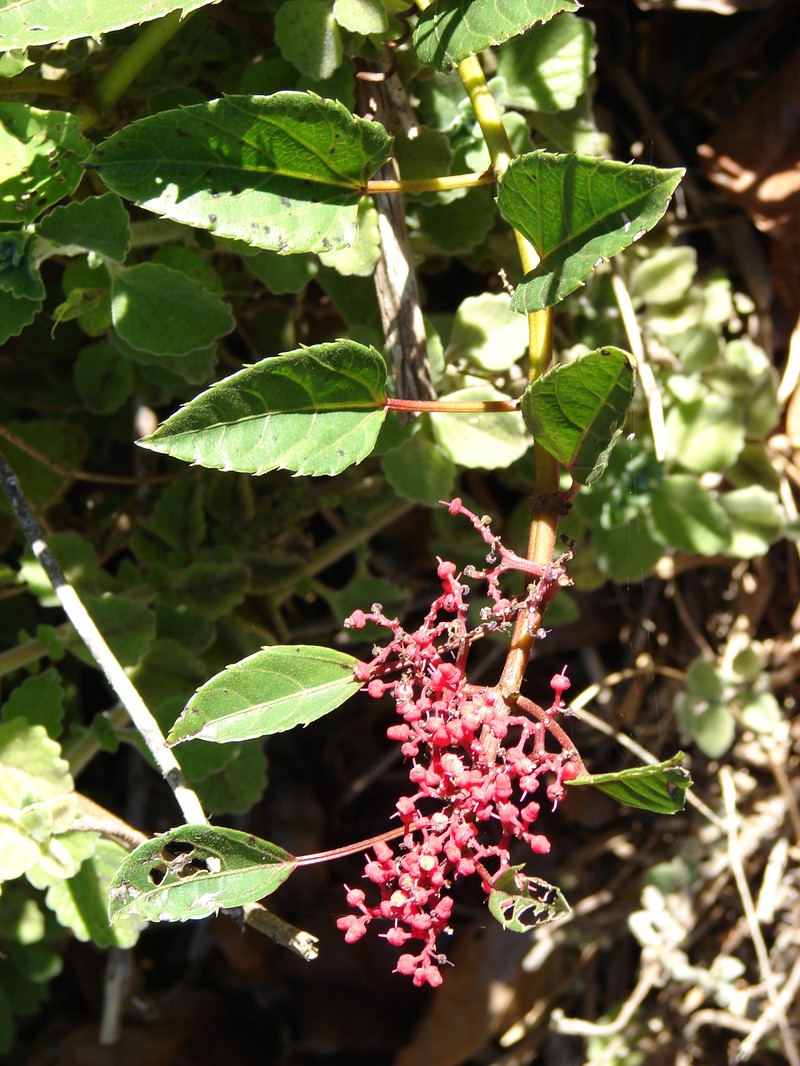 Javanese Treebine photo 2