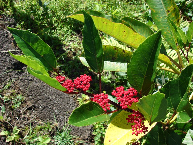 Javanese Treebine photo 6