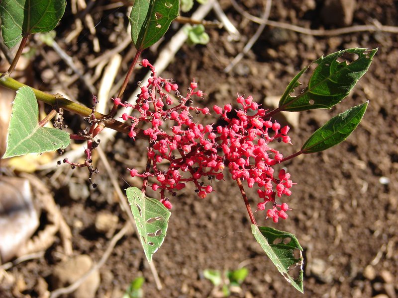 Javanese Treebine photo 7
