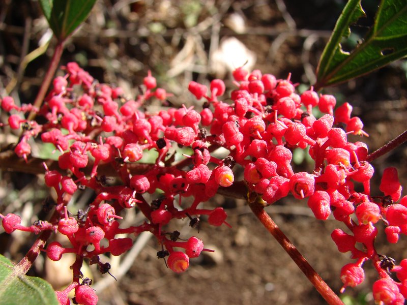 Javanese Treebine photo 8