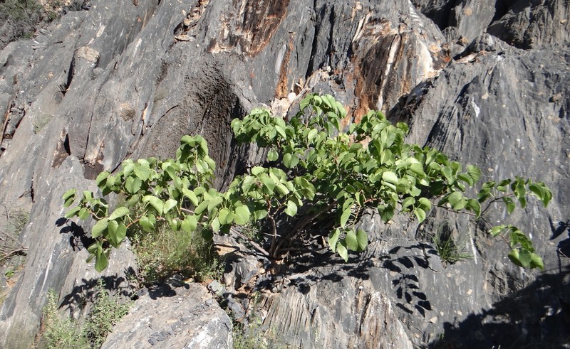 Cissus nymphaeifolia
