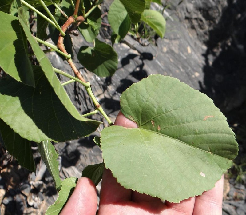 Cissus nymphaeifolia photo 2
