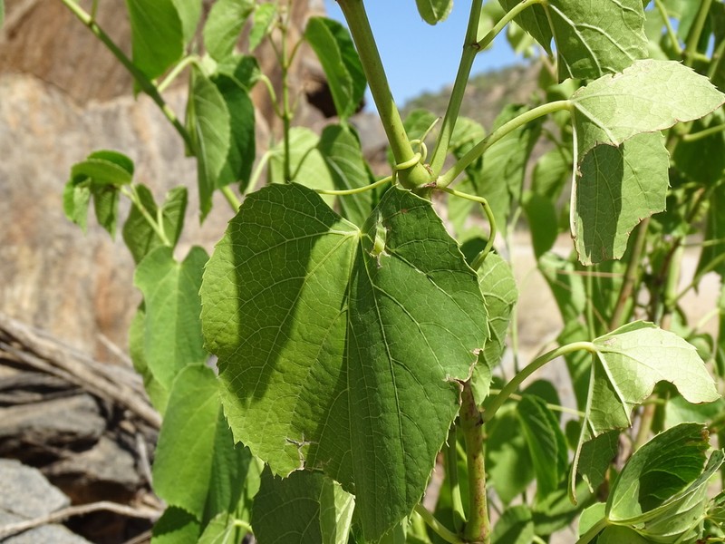 Cissus nymphaeifolia photo 3