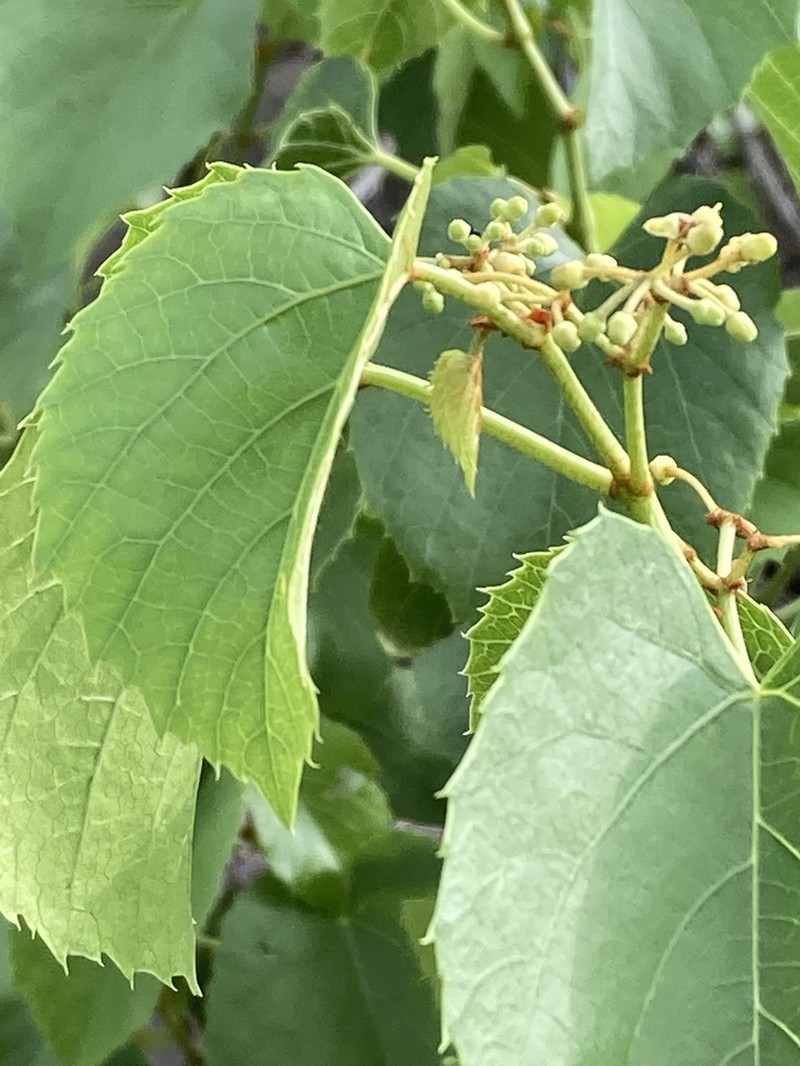 Cissus nymphaeifolia photo 5