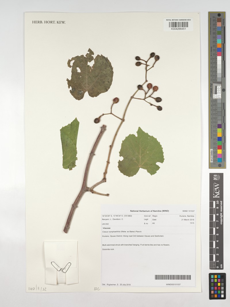 Cissus nymphaeifolia photo 8