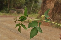 Cissus obliqua