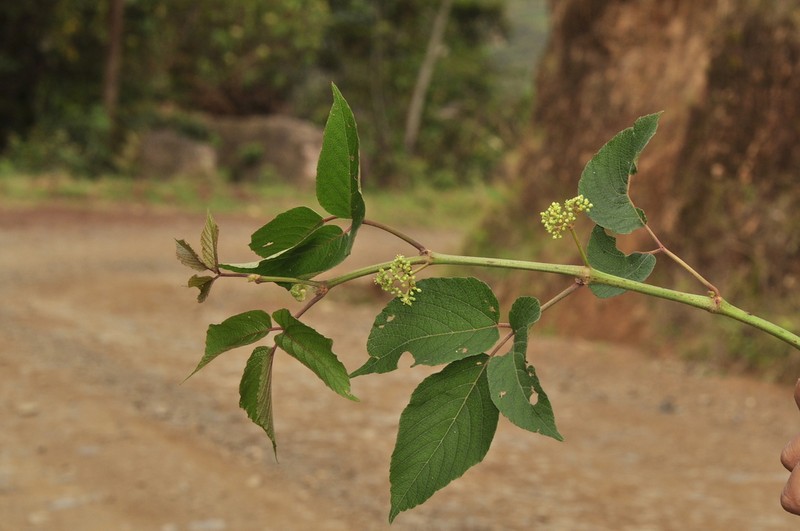 Cissus obliqua