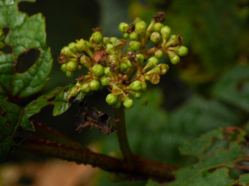 Cissus obliqua photo 2