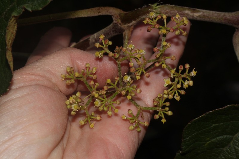 Cissus obliqua photo 3