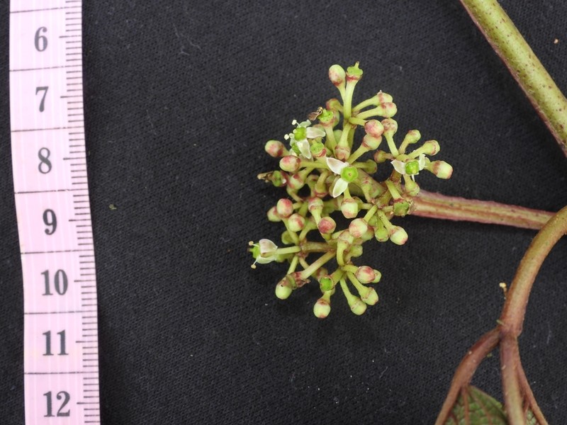 Cissus obliqua photo 4