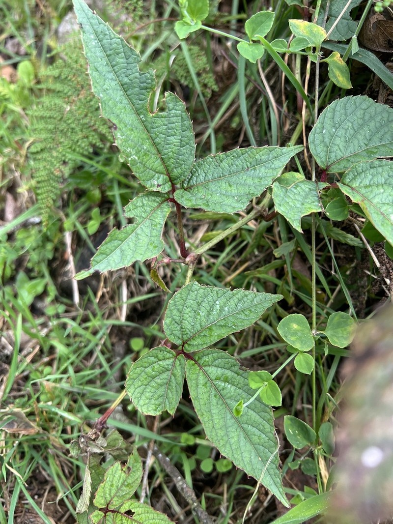 Cissus obliqua photo 5