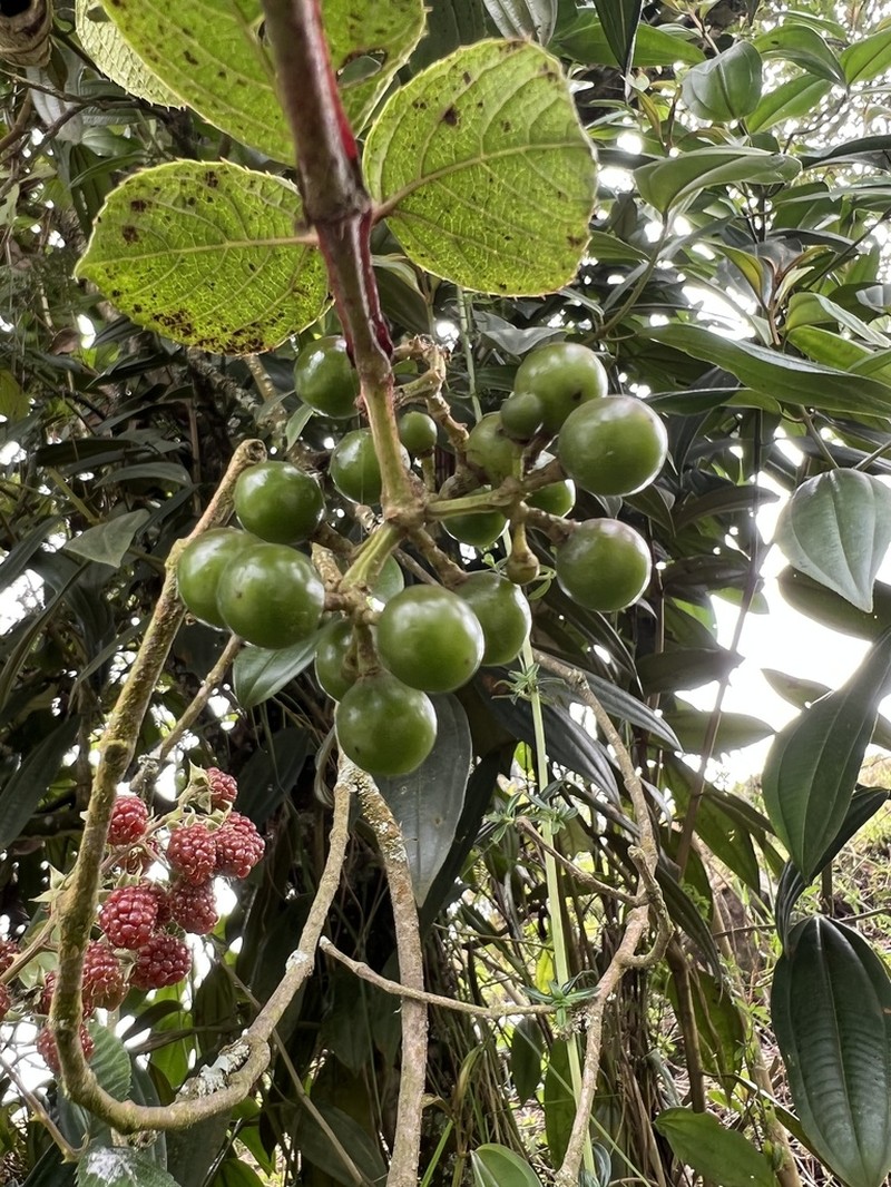 Cissus obliqua photo 6