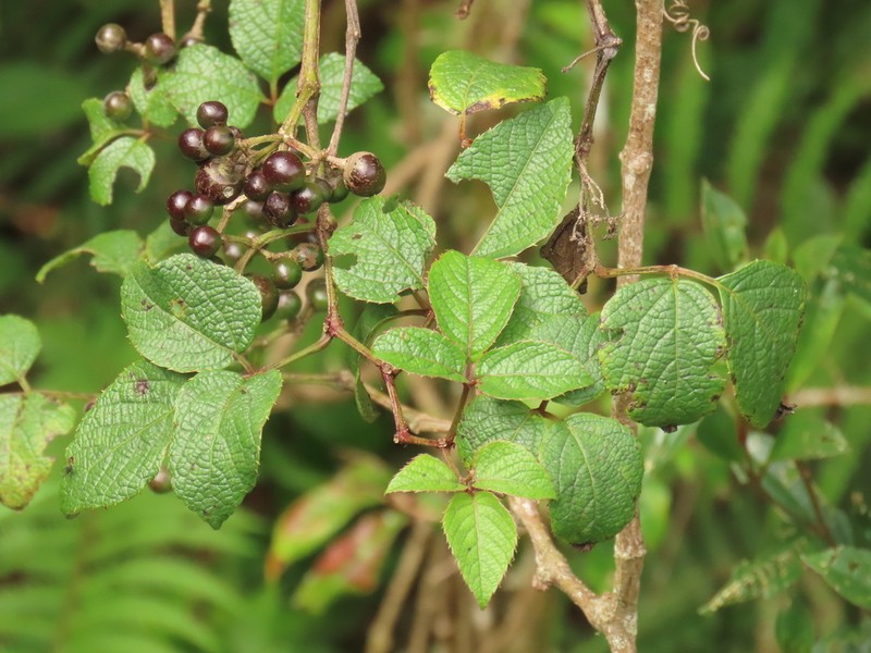 Cissus obliqua photo 7