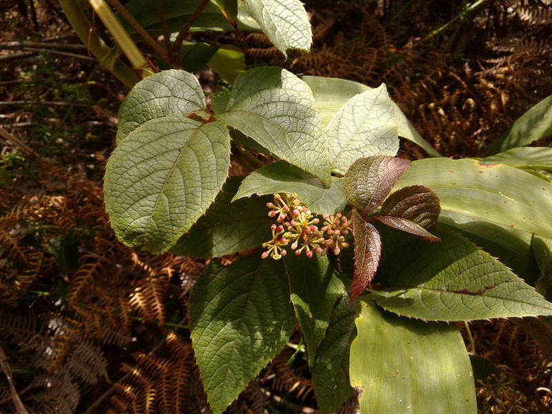 Cissus obliqua photo 8