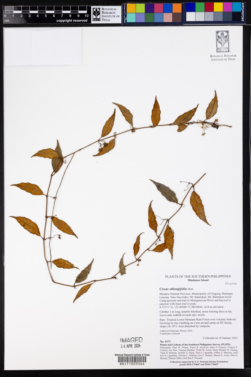 Cissus oblongifolia