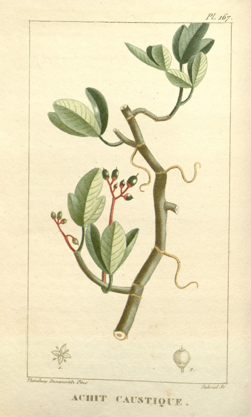 Spoonleaf Treebine