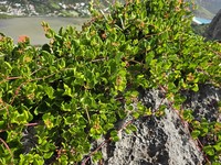 Spoonleaf Treebine