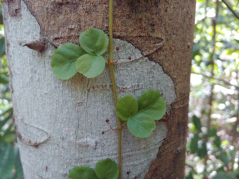 Spoonleaf Treebine photo 2