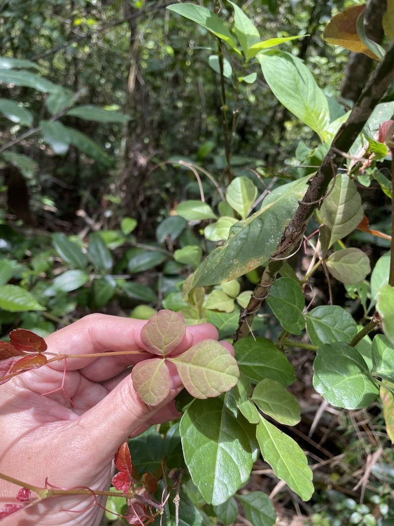 Spoonleaf Treebine photo 3