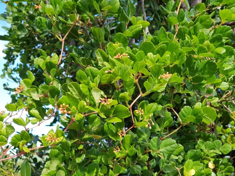 Spoonleaf Treebine photo 4