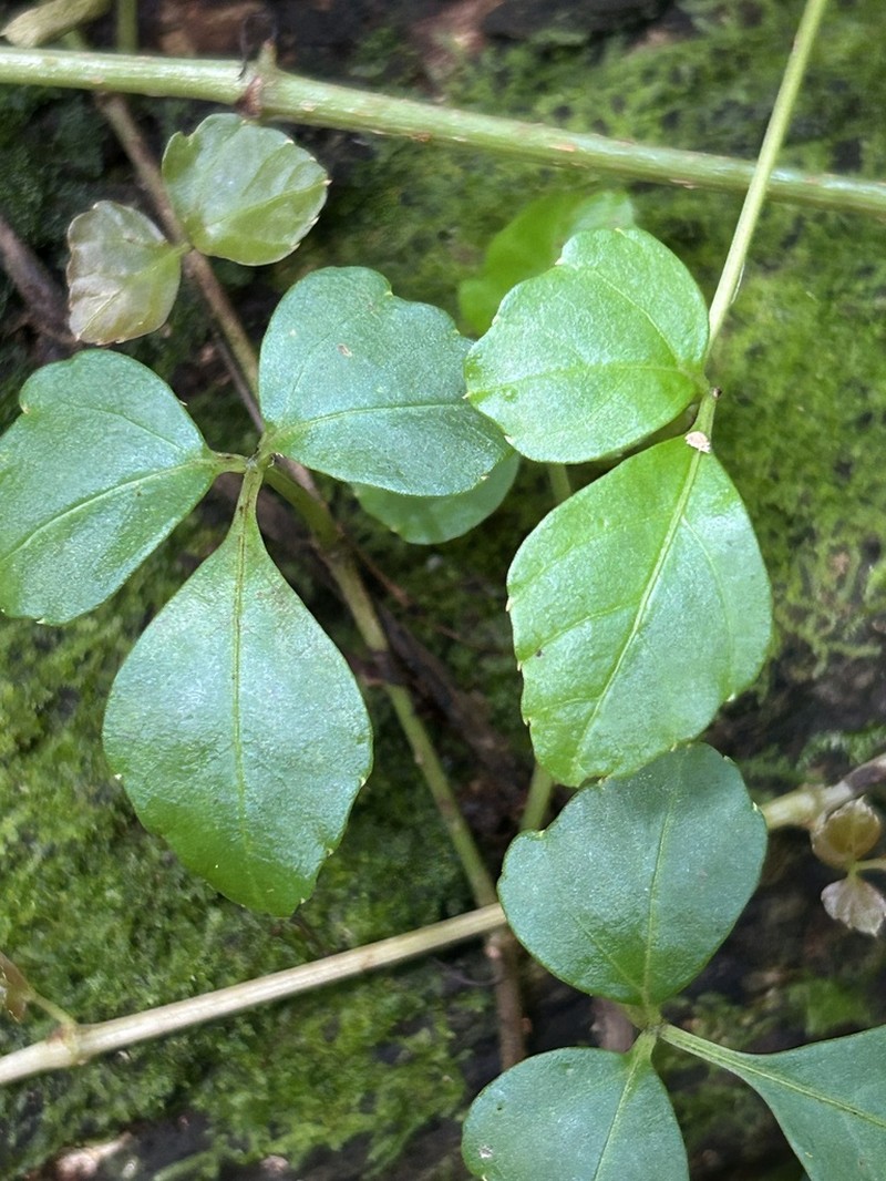 Spoonleaf Treebine photo 6