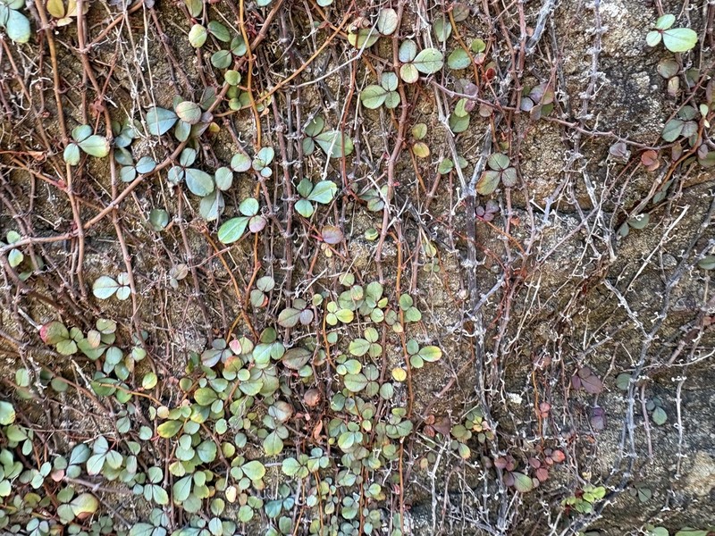 Spoonleaf Treebine photo 7