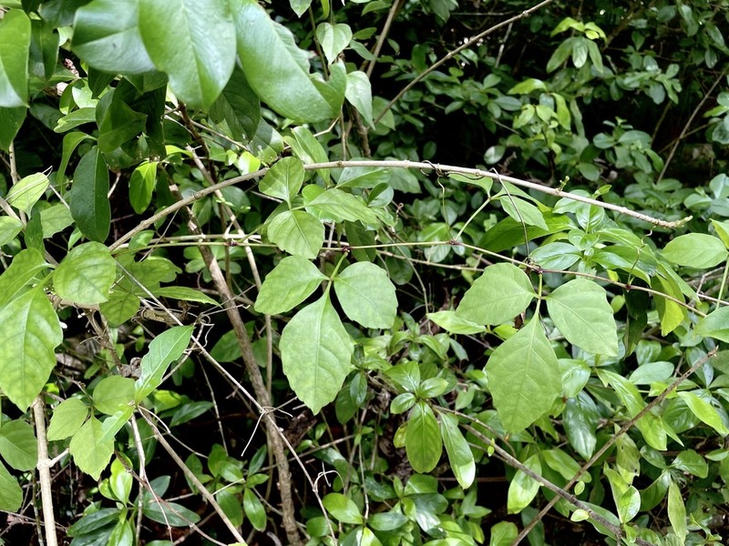 Spoonleaf Treebine photo 8