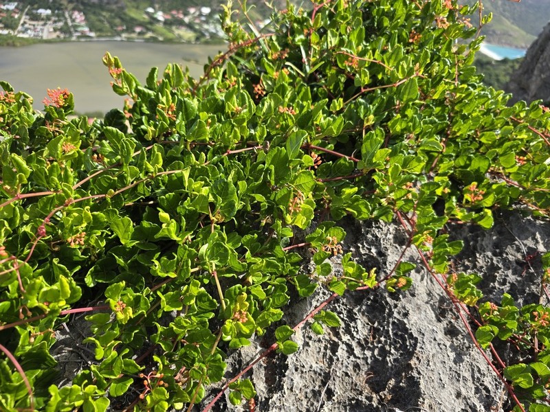 West Indian Treebine