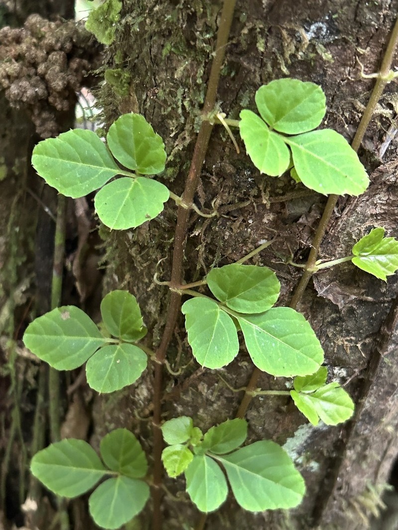 West Indian Treebine photo 5