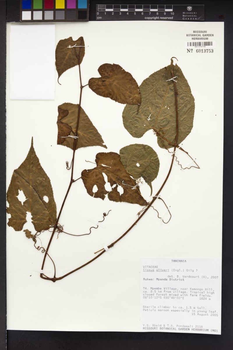 Cissus oliveri