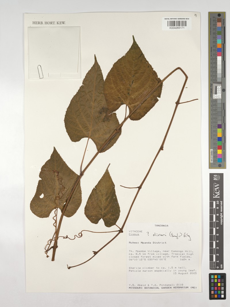Cissus oliveri photo 2