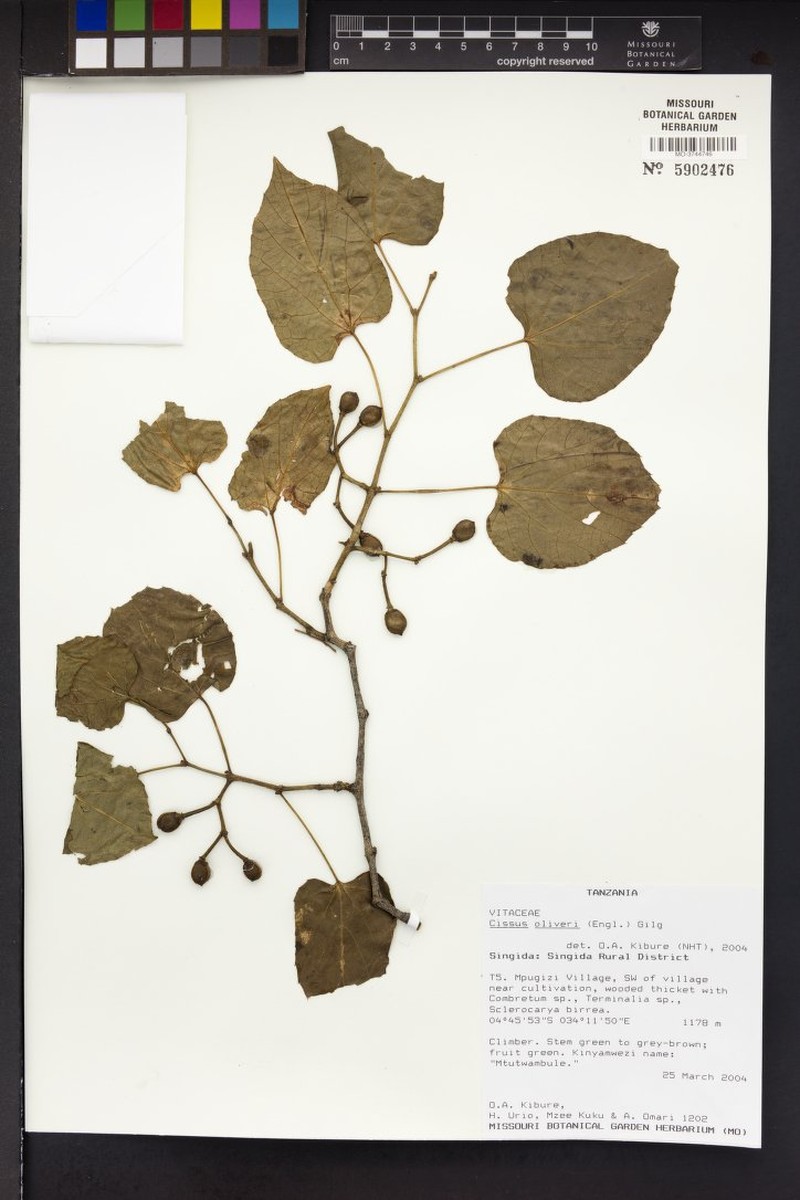 Cissus oliveri photo 3