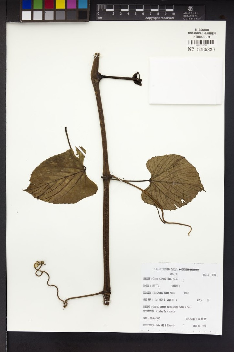 Cissus oliveri photo 4