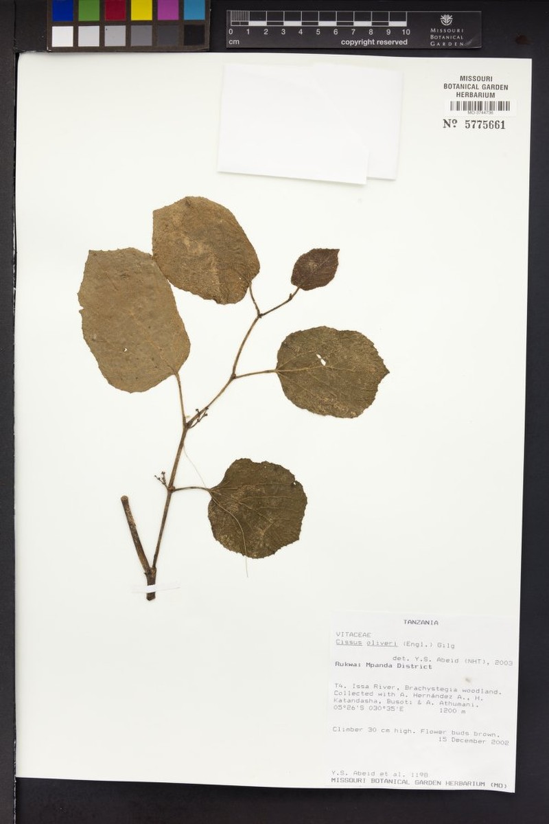 Cissus oliveri photo 5