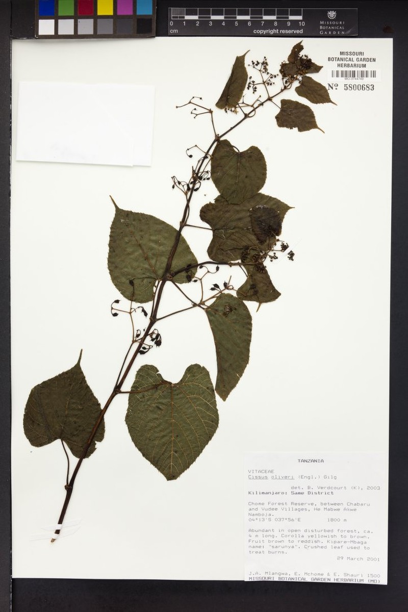 Cissus oliveri photo 6