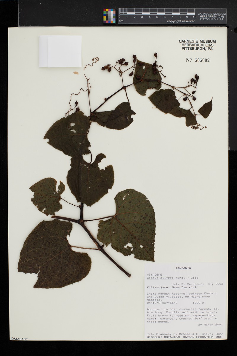 Cissus oliveri photo 7