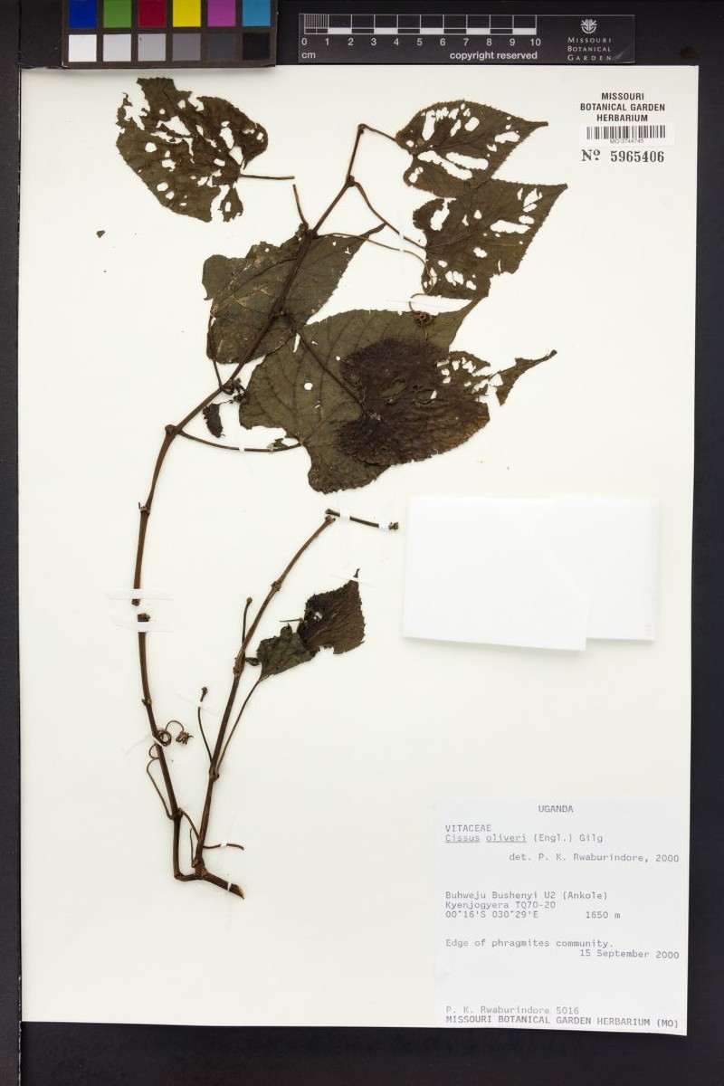 Cissus oliveri photo 8