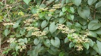 Cissus oreophila