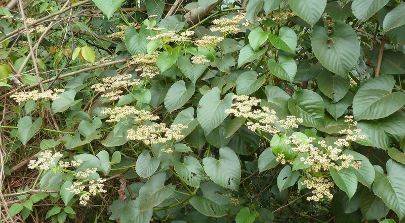 Cissus oreophila