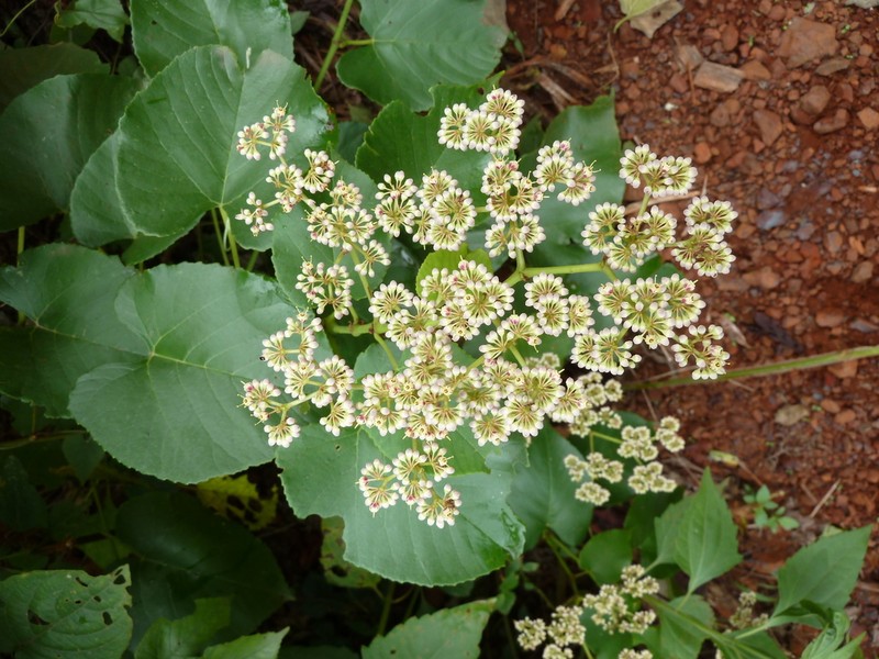 Cissus oreophila photo 2