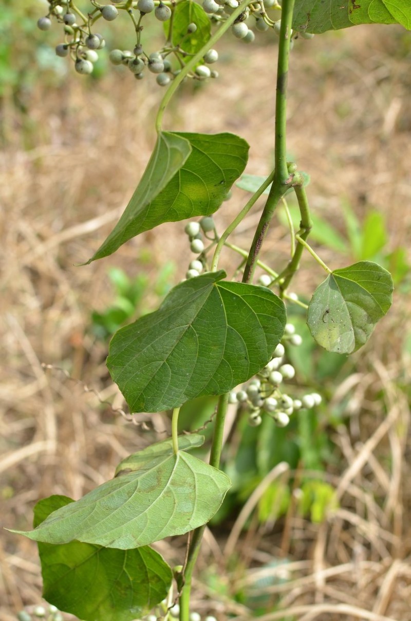 Cissus oreophila photo 3