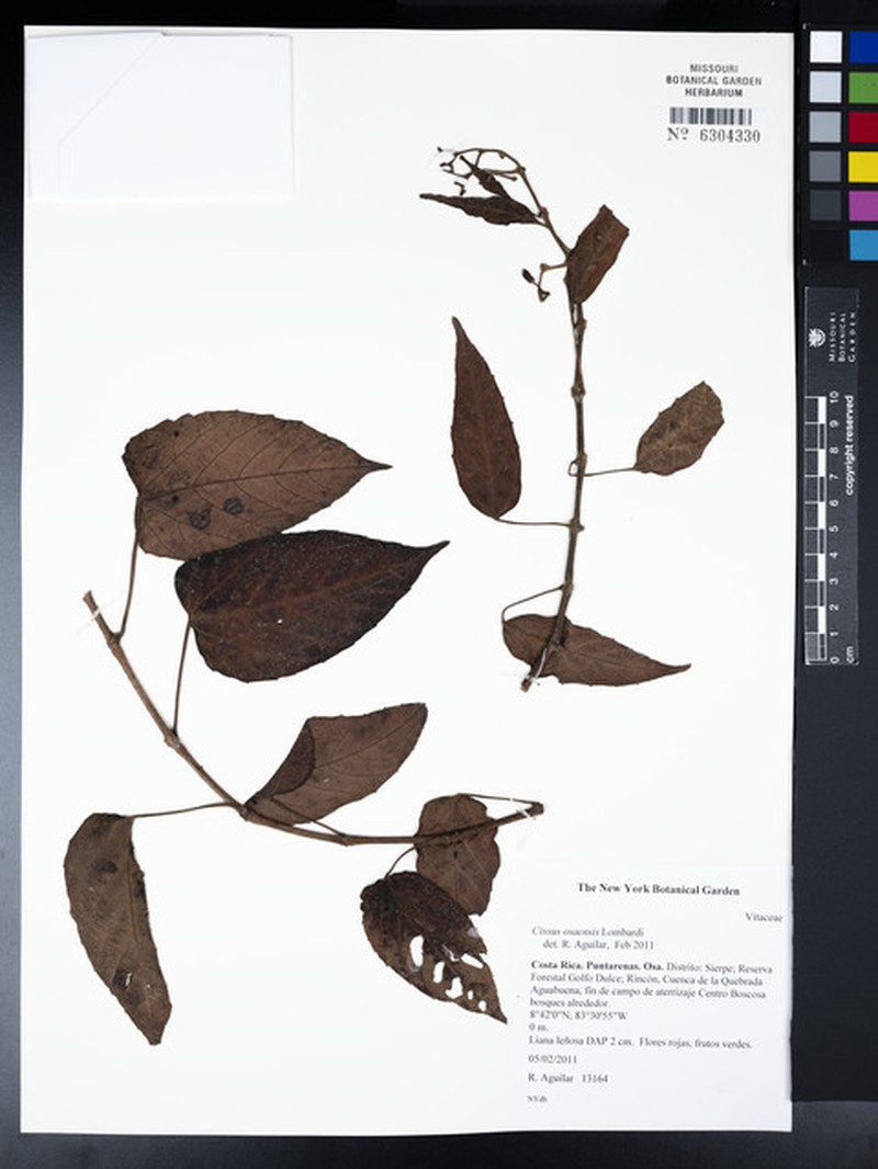 Cissus osaensis photo 2