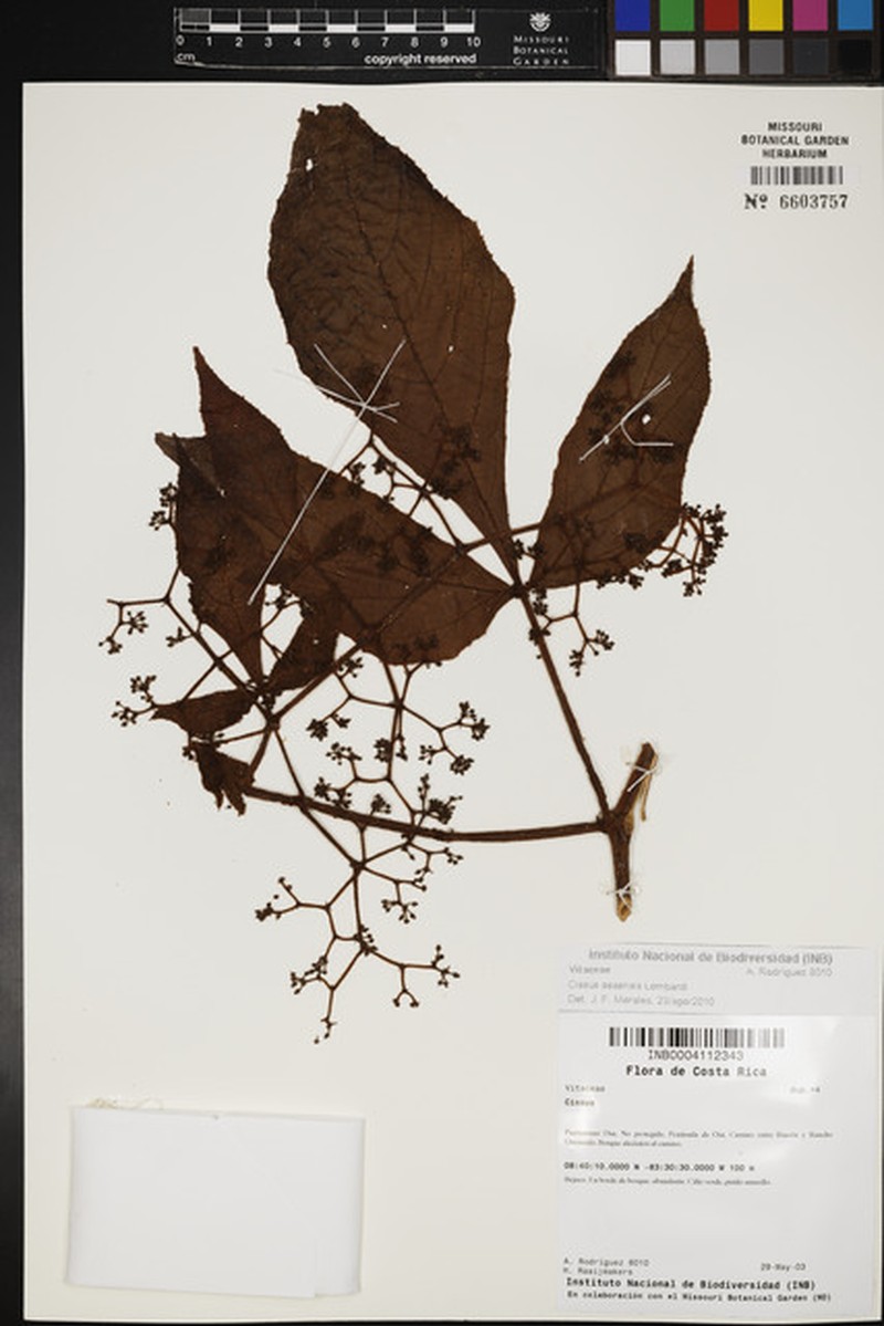 Cissus osaensis photo 3