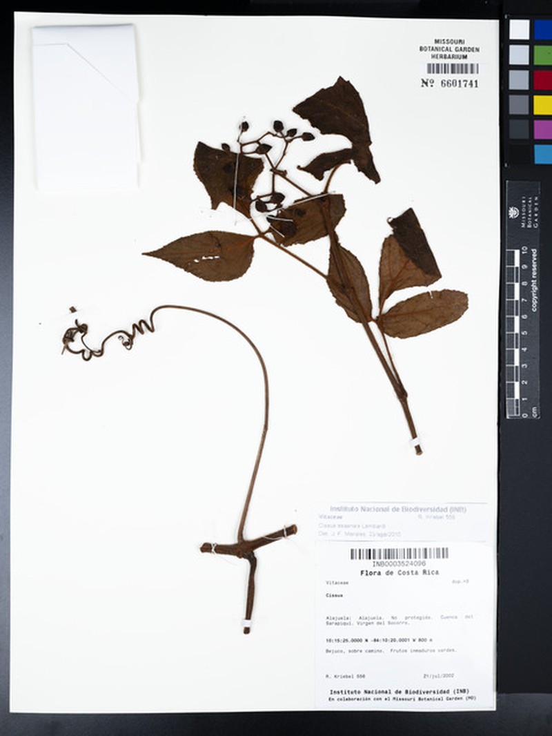 Cissus osaensis photo 4