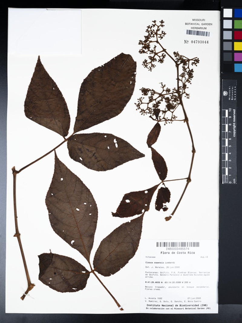 Cissus osaensis photo 5