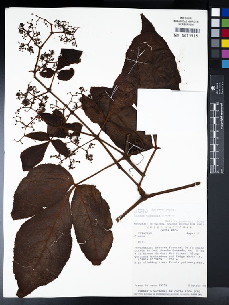 Cissus osaensis photo 6