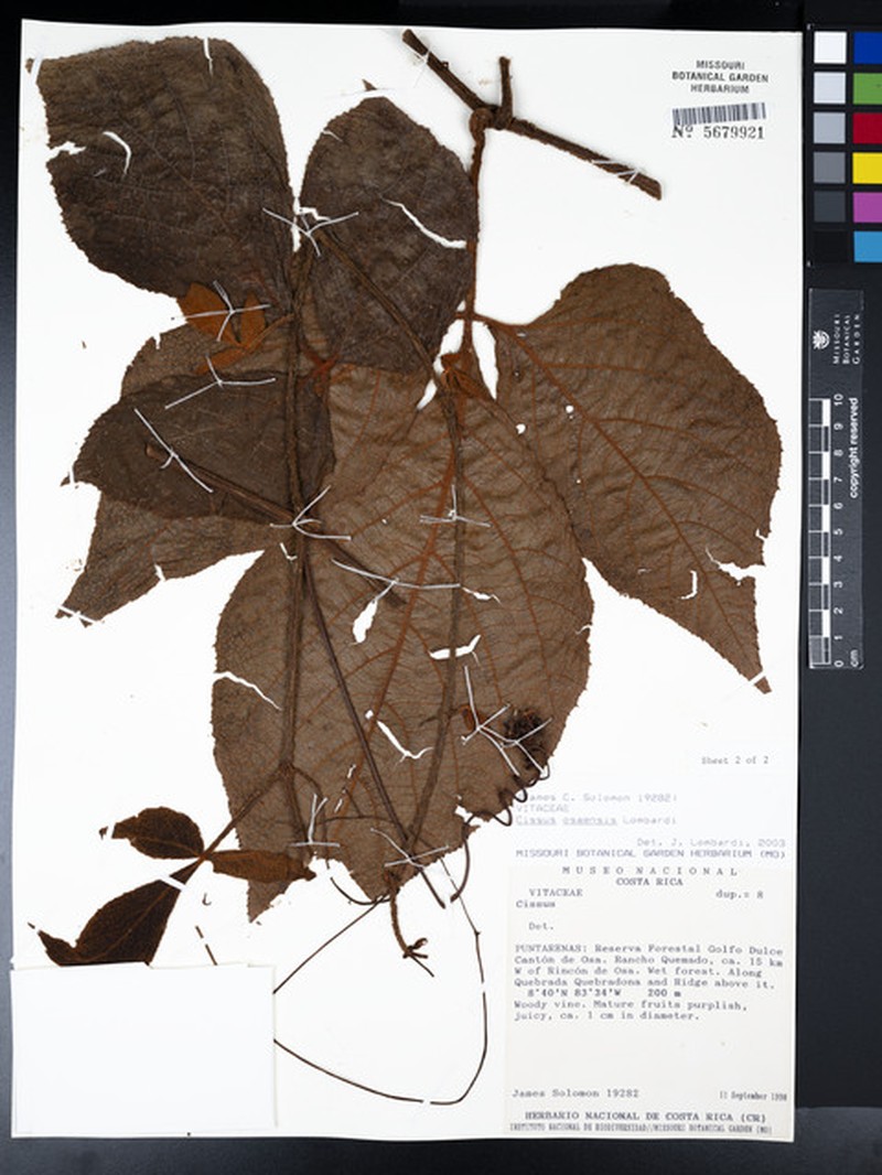 Cissus osaensis photo 7