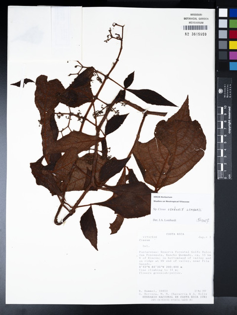 Cissus osaensis photo 8