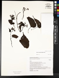Cissus oxyodonta